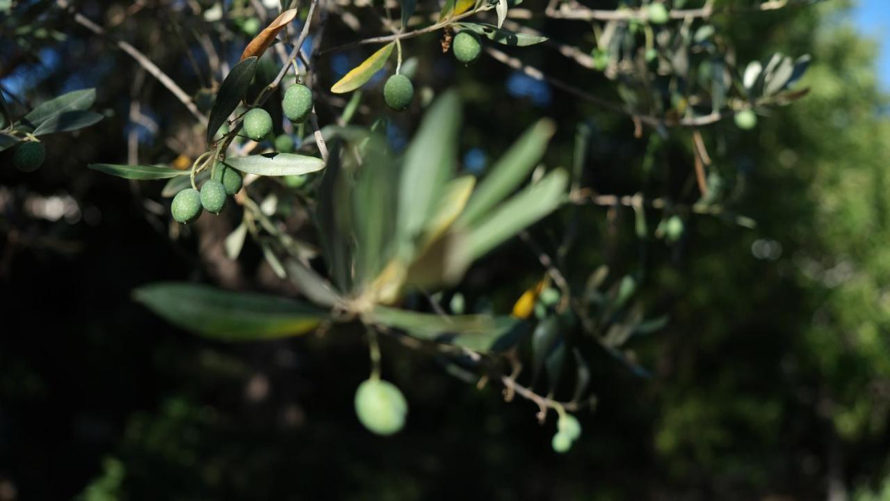 Il Rifugio Nel Verde مونوبولي المظهر الخارجي الصورة